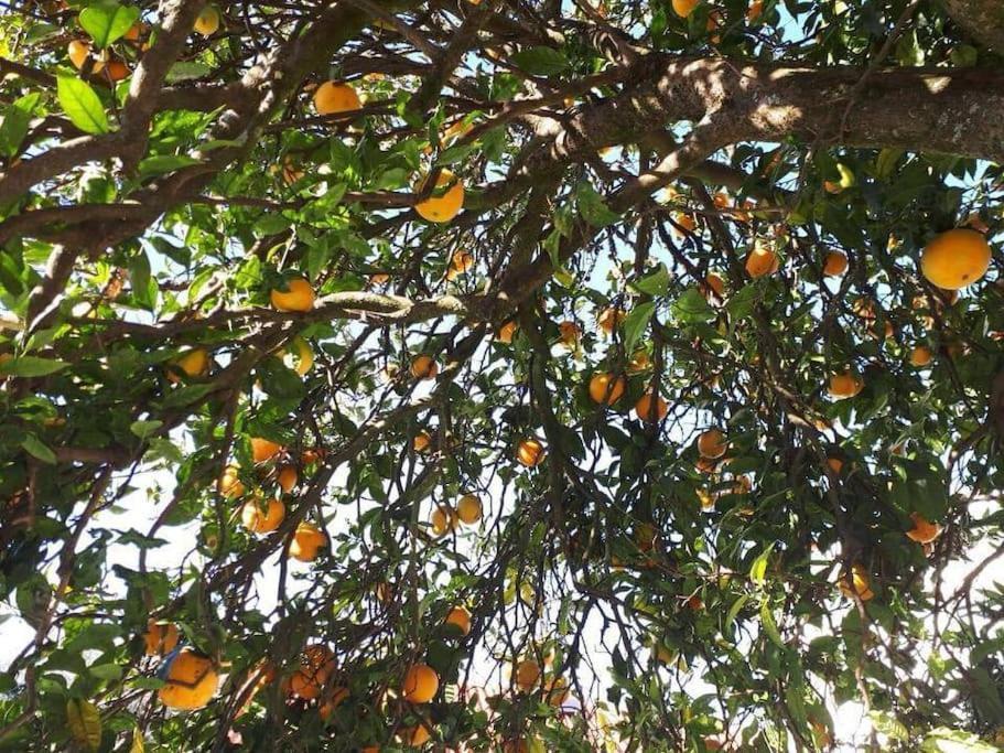 Casa Do Vale -Villa Rio Minho-Seixas-Caminha Ngoại thất bức ảnh
